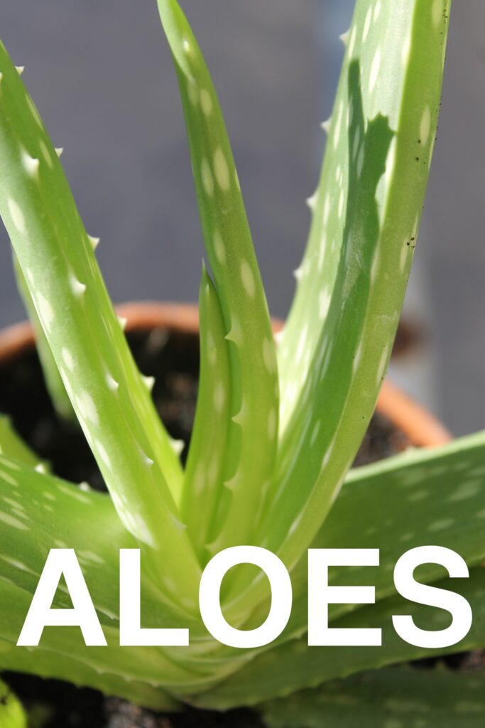 Aloes (Aloe Vera)